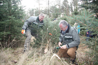 Staatsminister Thomas Schmidt und Andreas Padberg beim Fällen des Weihnachtsbaumes.