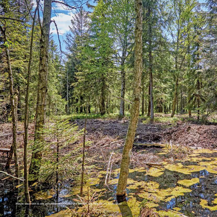 Blick auf das Moor.