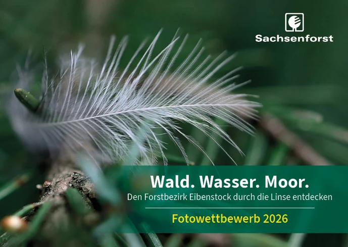 Foto einer weißen Feder vor grünem Hintergrund