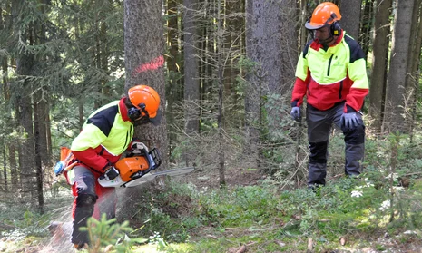 Auszubildender wird beim Baumf&auml;llen von Lehrmeister beobachtet.