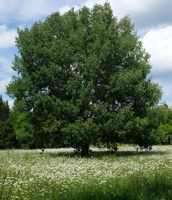 Frei stehende Zitterpappel auf einer Wiese