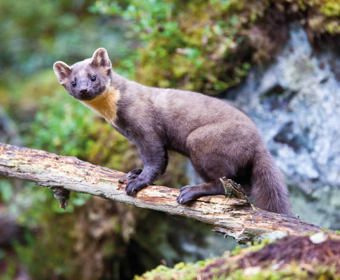 Baummarder im Wildgehege Moritzburg - Staatsbetrieb Sachsenforst -  sachsen.de