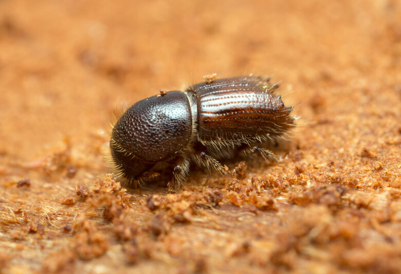 Grossaufnahme eines Borkenk&auml;fers