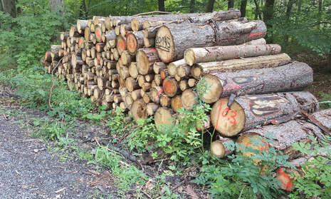 Brennholzstapel im Wald