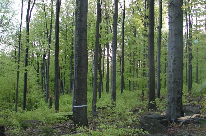 Blick in einen Buchenwald mit Unterstand.