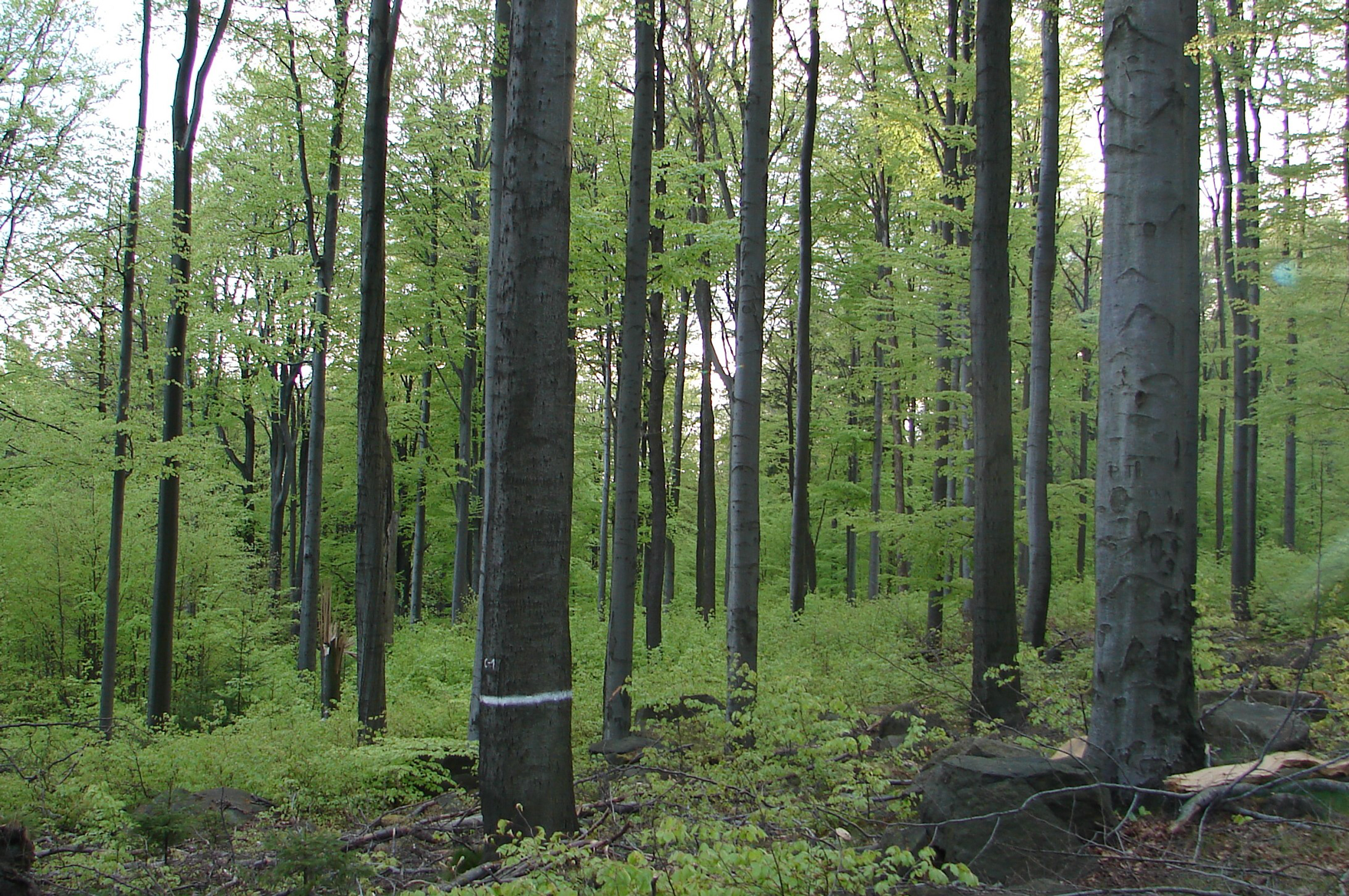 Blick in einen Buchenwald mit Unterstand.