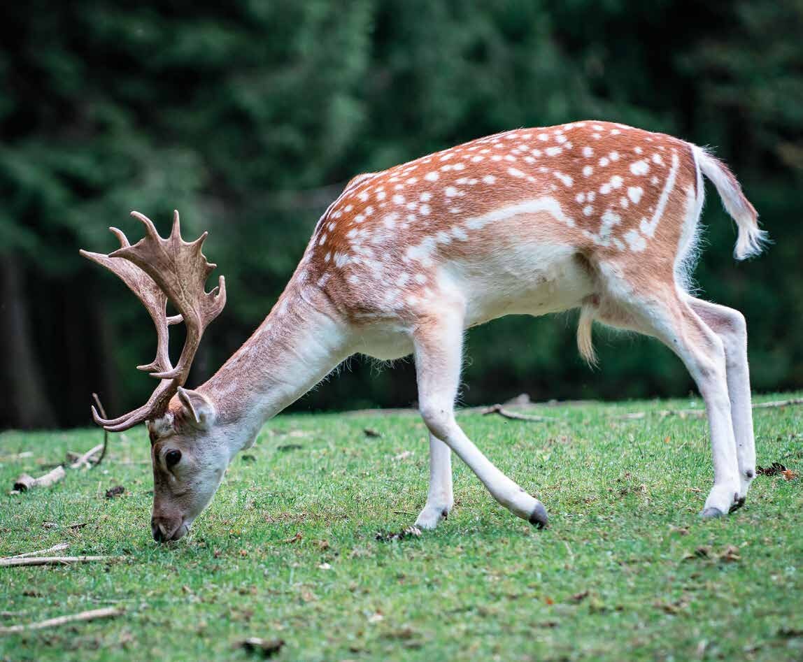 Äsender Damhirsch von der Seite