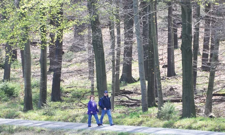 Wanderer im Wald