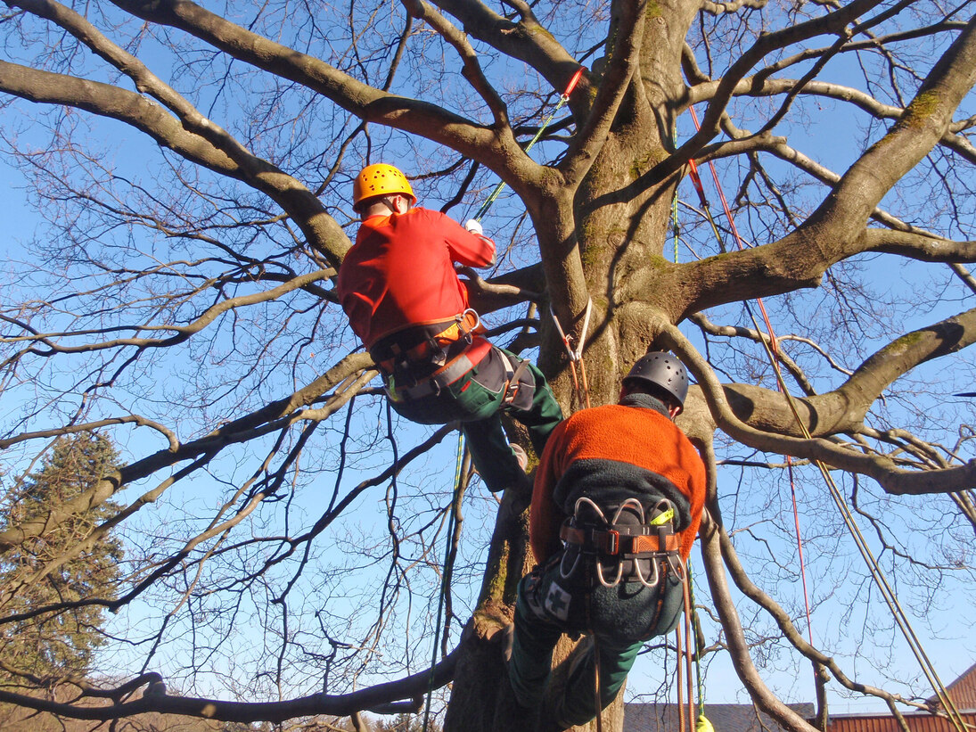 Auszubildende angeseilt an einem Baum beim Kurs Seilklettertechnik A.