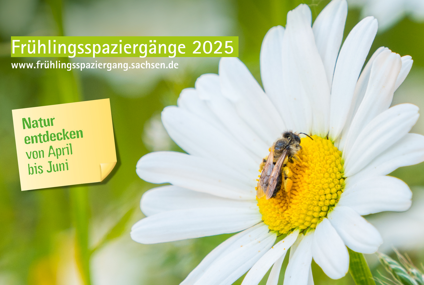 Nahaufnahme einer Margerite mit Biene.