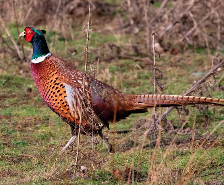 M&auml;nnlicher Jagdfasan