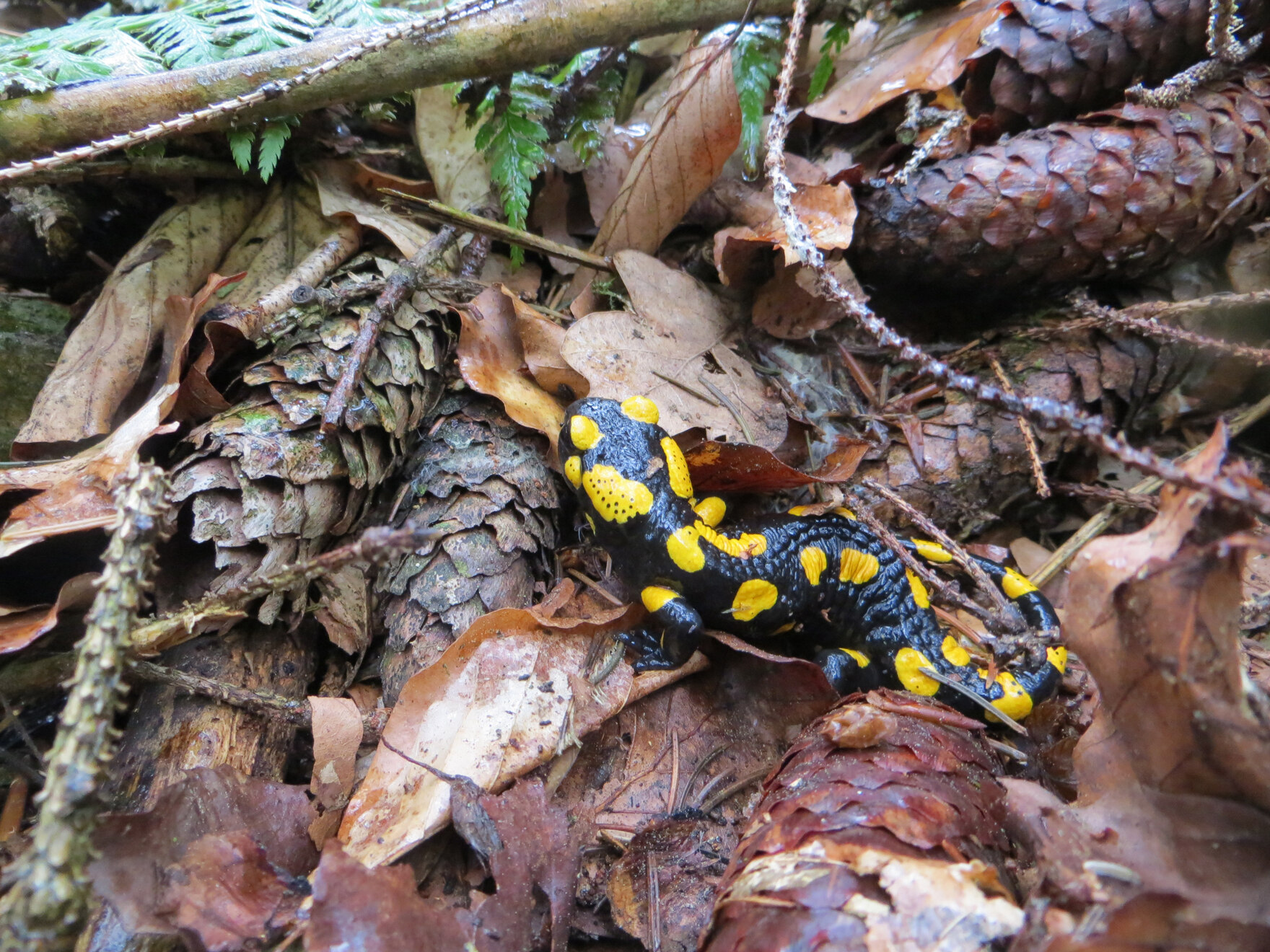 Feuersalamander auf Waldboden