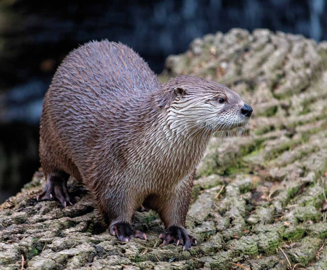 Fischotter von vorn auf Baumstamm