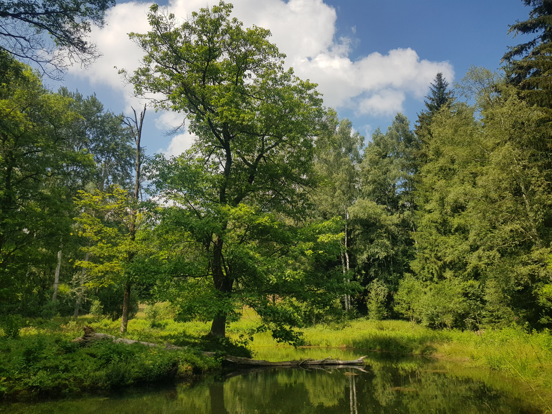 Strukturreicher Wald an einem Wasserlauf