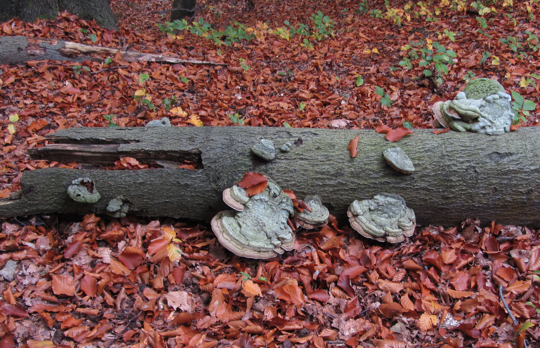 Ein im Herbstlaub liegender abgestorbener Stammholzrest aus Buche mit Pilzkonsolen.