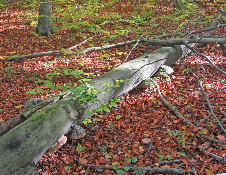 Totholz auf dem Waldboden