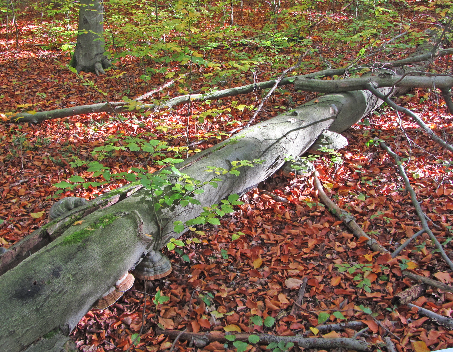 Totholz auf dem Waldboden