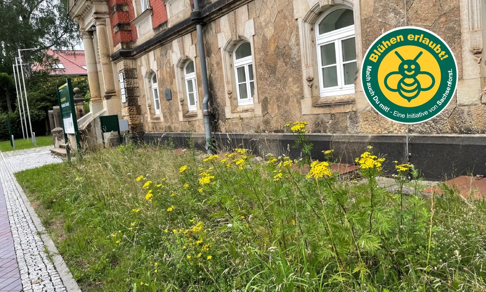 Ein Grünstreifen vor einem Gebäude in der Stadt, der auch mit verschiedenen Blumen bewachsen ist.