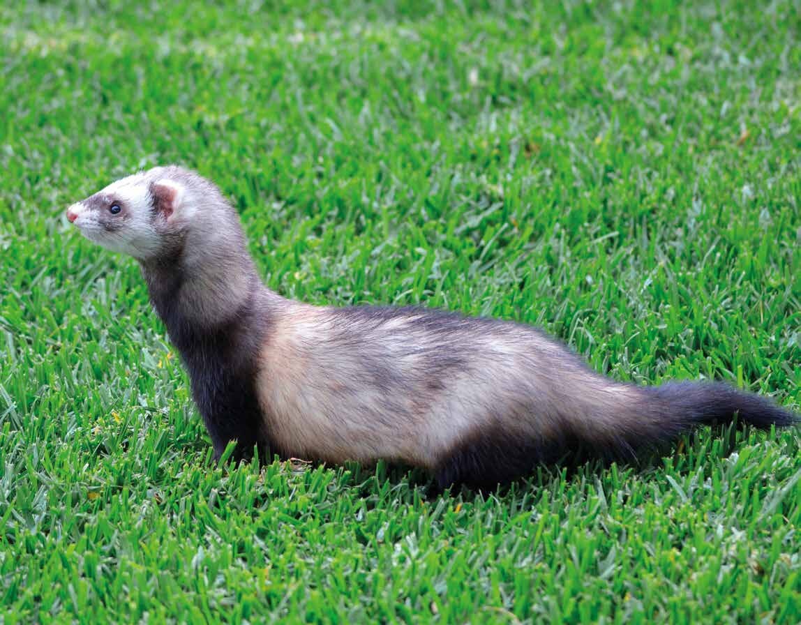 Ein Frettchen auf einer Wiese.