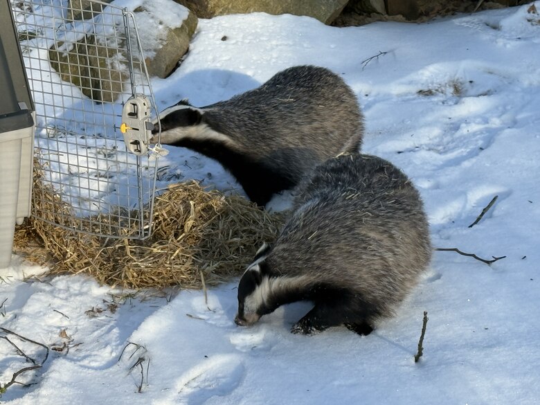 Zwei Dachse im Schnee