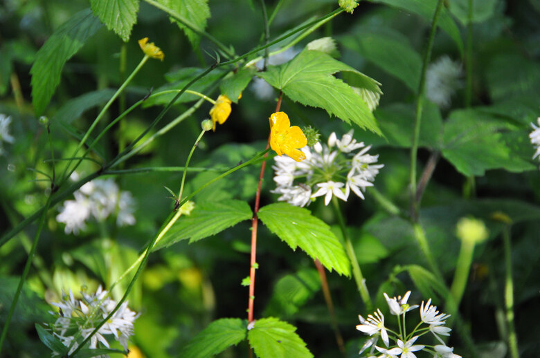 B&auml;rlauch und Hahnenfu&szlig;gew&auml;chs