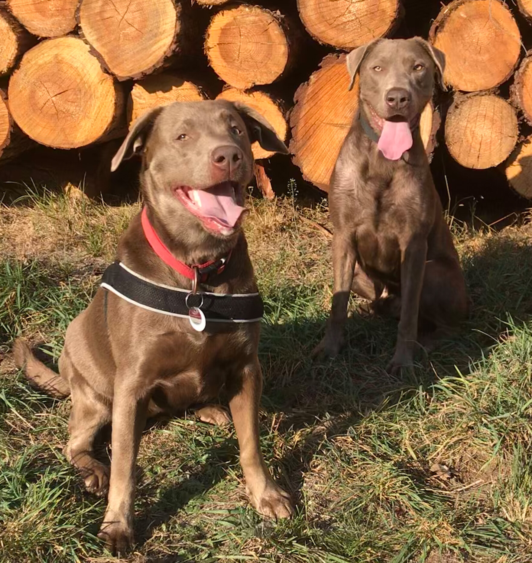 Zwei braune Hunde sitzen vor einem Holzstapel.