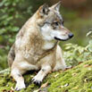 Wolf im Wildgehege