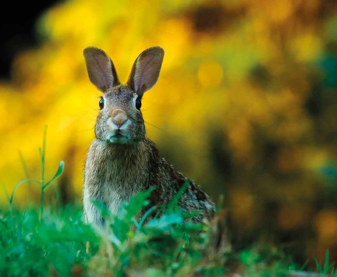 Porträt eines Kaninchens