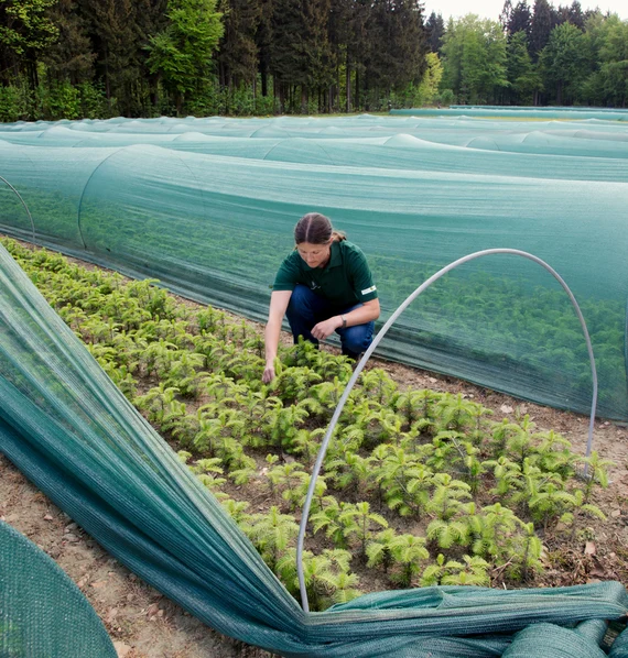 Baumschulmitarbeiterin hockt vor Jungpflanzen im geöffneten Pflanzzelt und Link zur Seite www.sbs.sachsen.de/karriere-bei-sachsenforst-32015.html