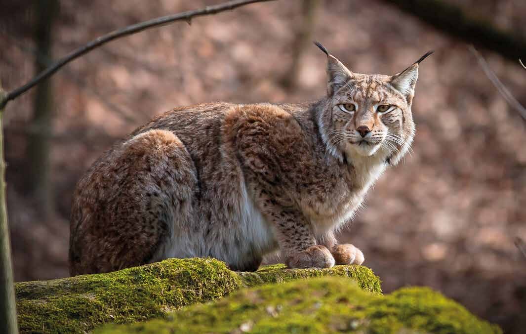 Luchs in leicht geduckter Haltung