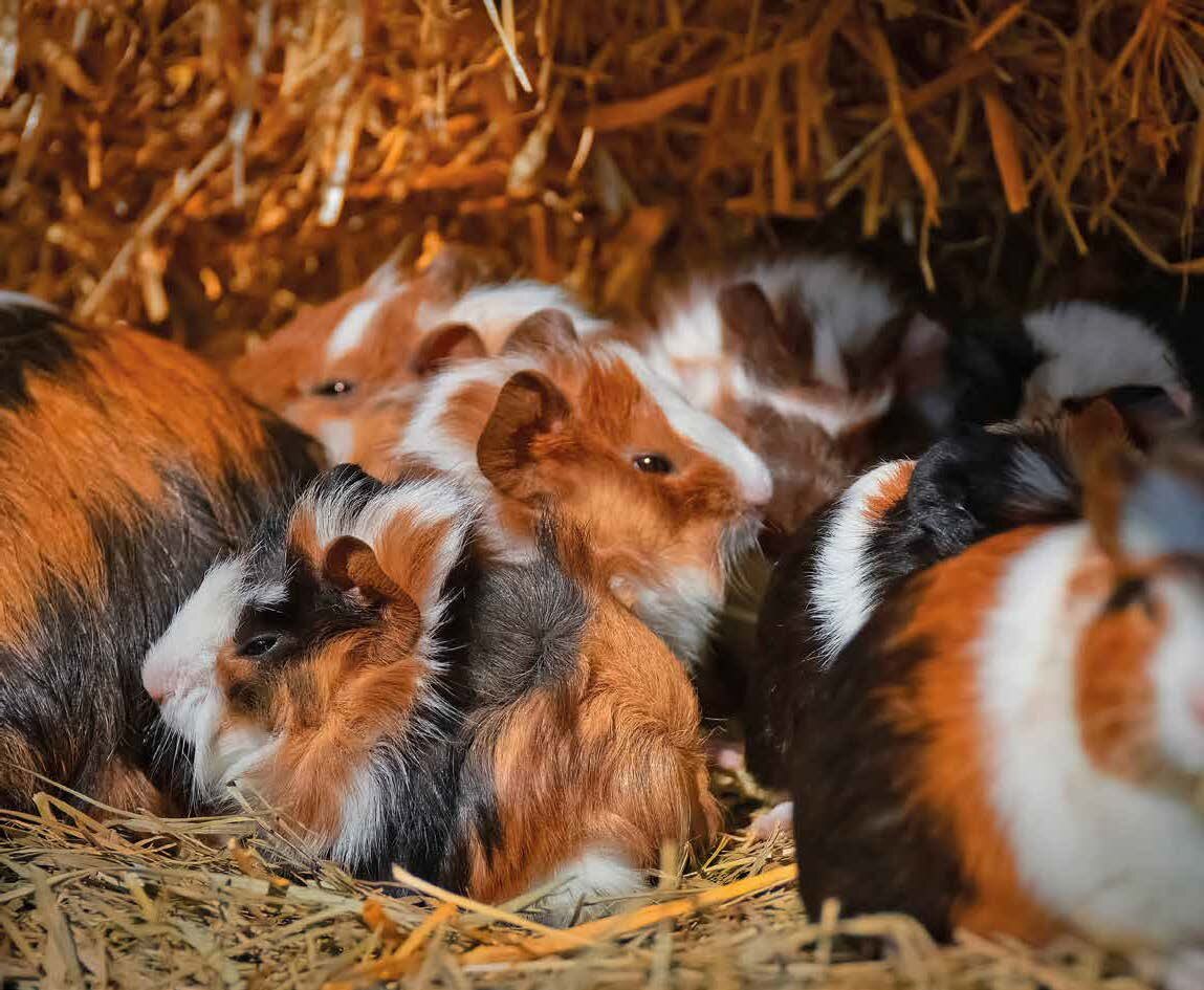 Gruppe von Meerschweinchen im Stroh.