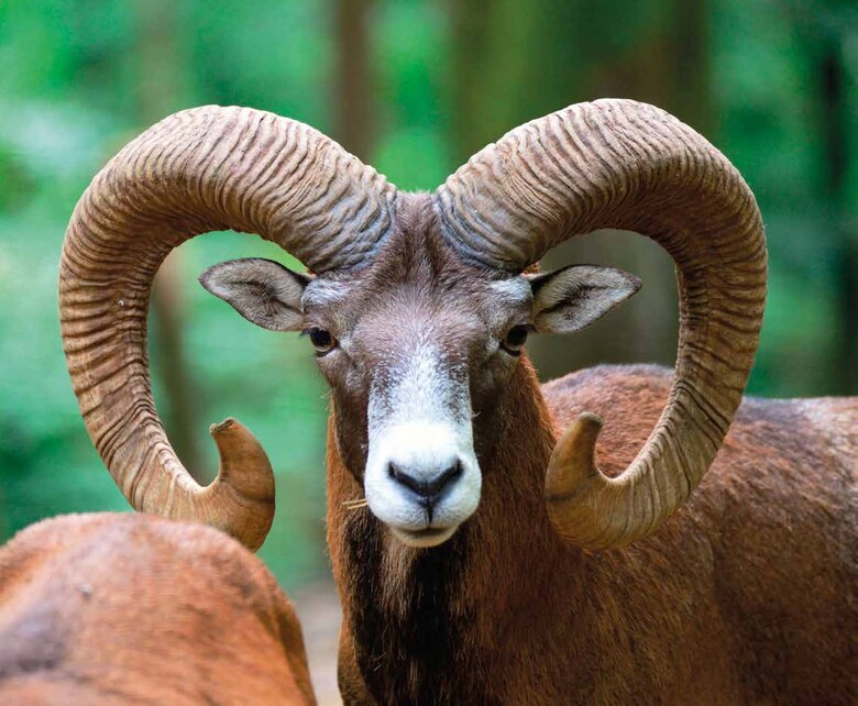 Portr&auml;t eines Muffelwidders