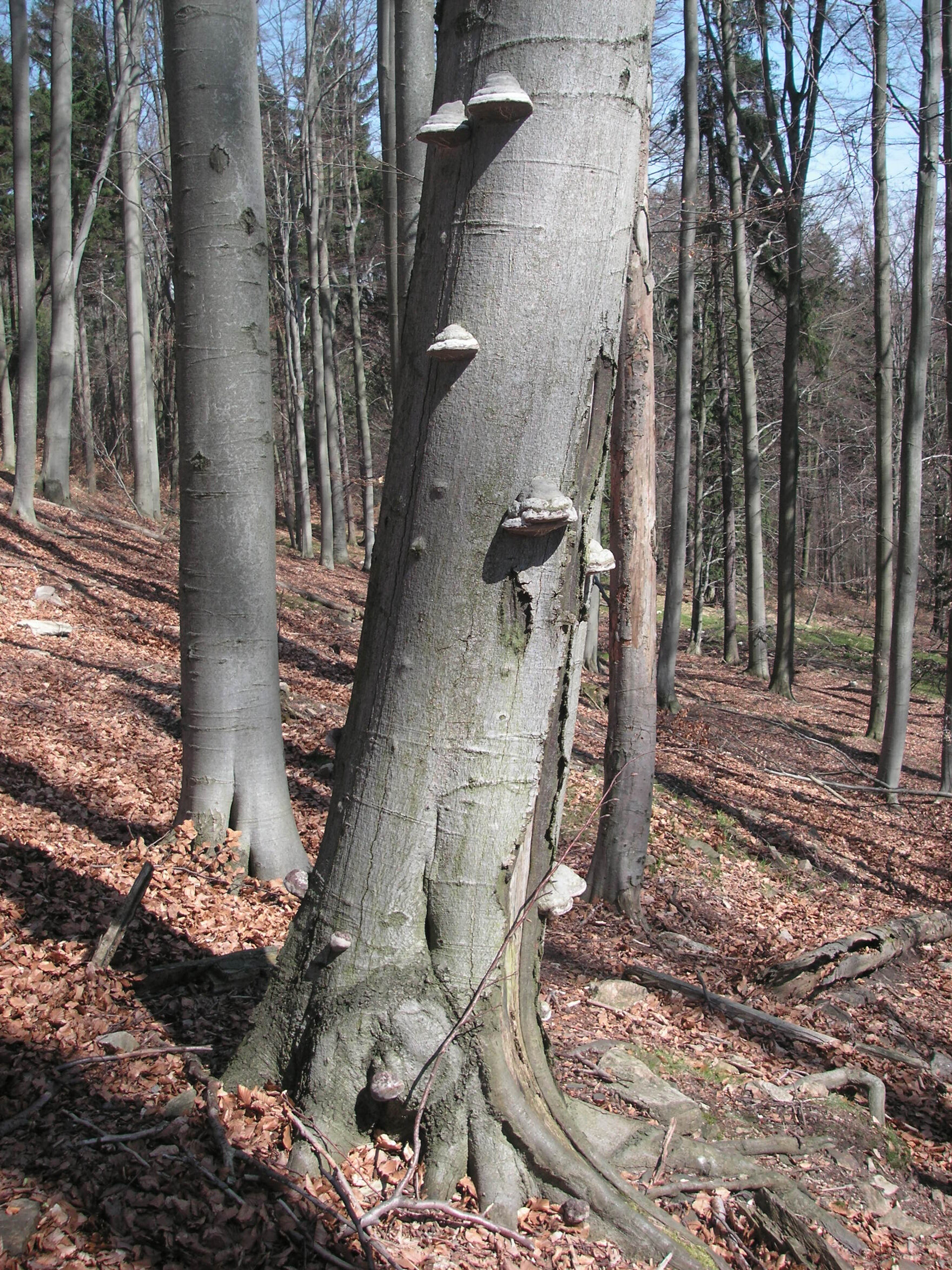 Alte dicke Buche mit Baumpilzen.