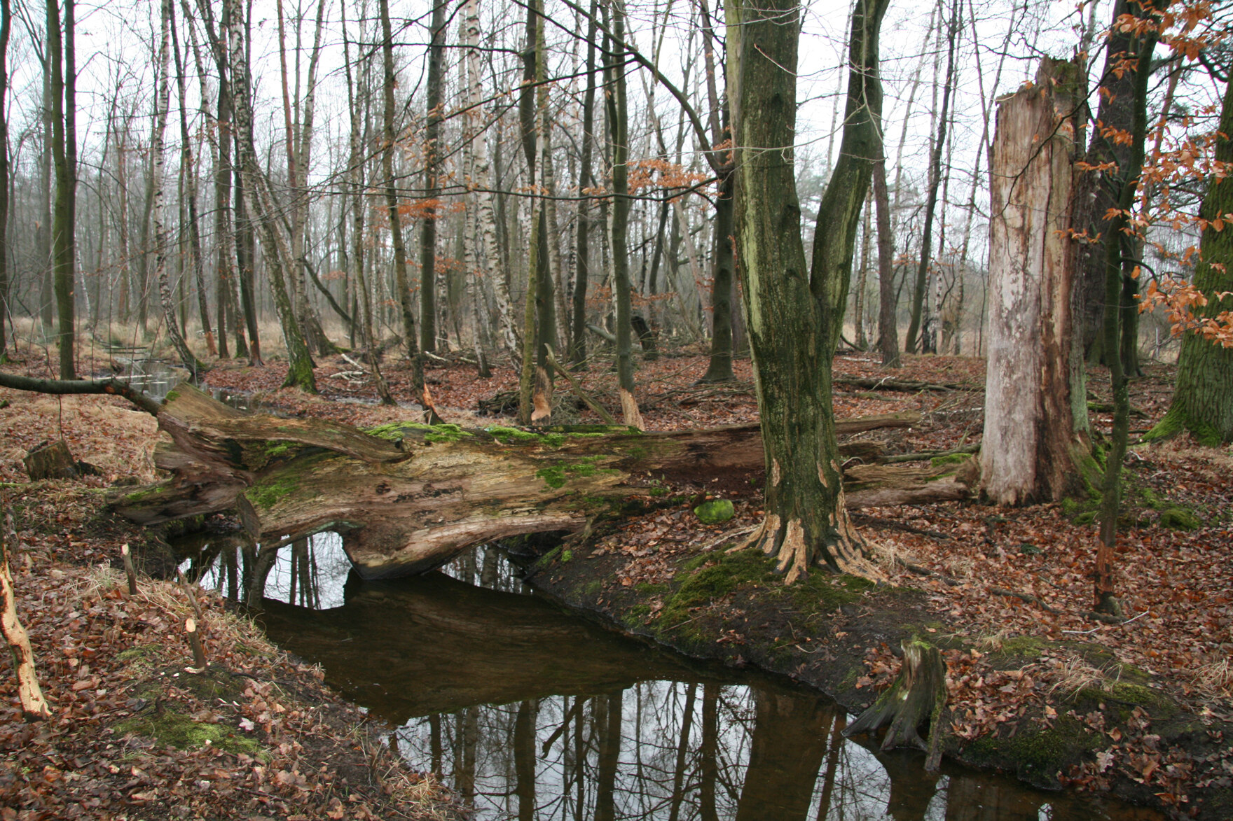 Umgestürzter toter Baum an einem Bach