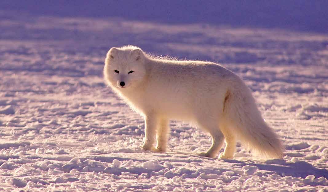 Poarfuchs auf einer Schneefläche