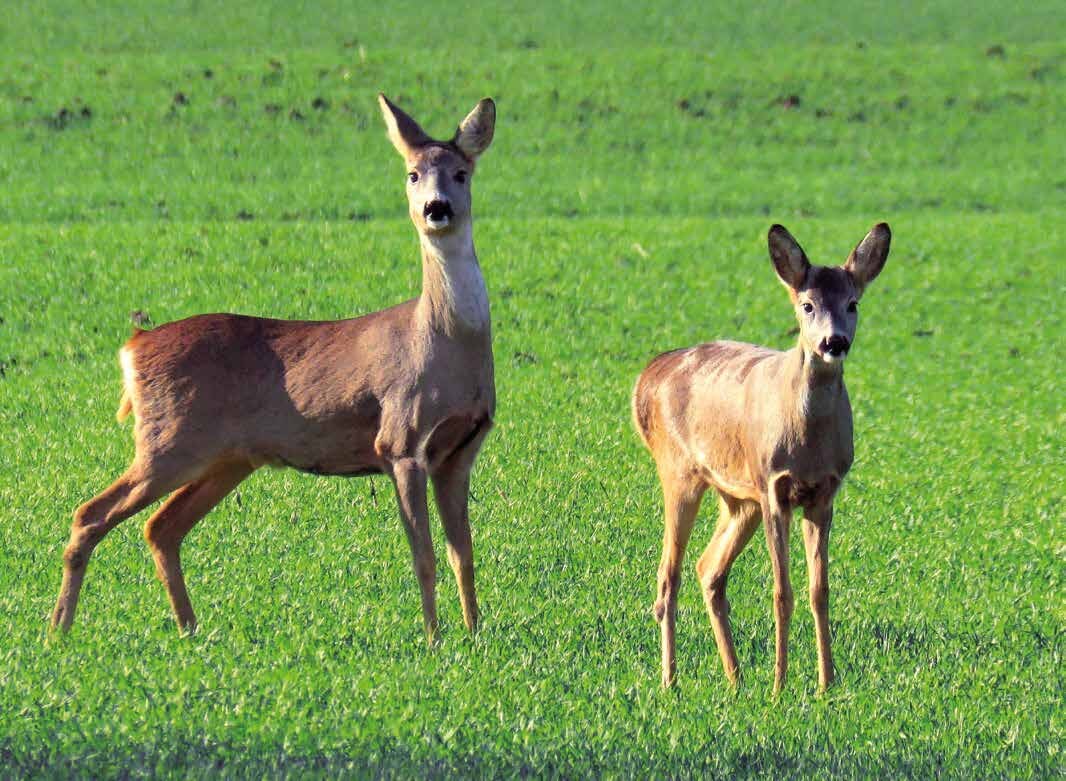 Zwei Rehe auf einer Wiese