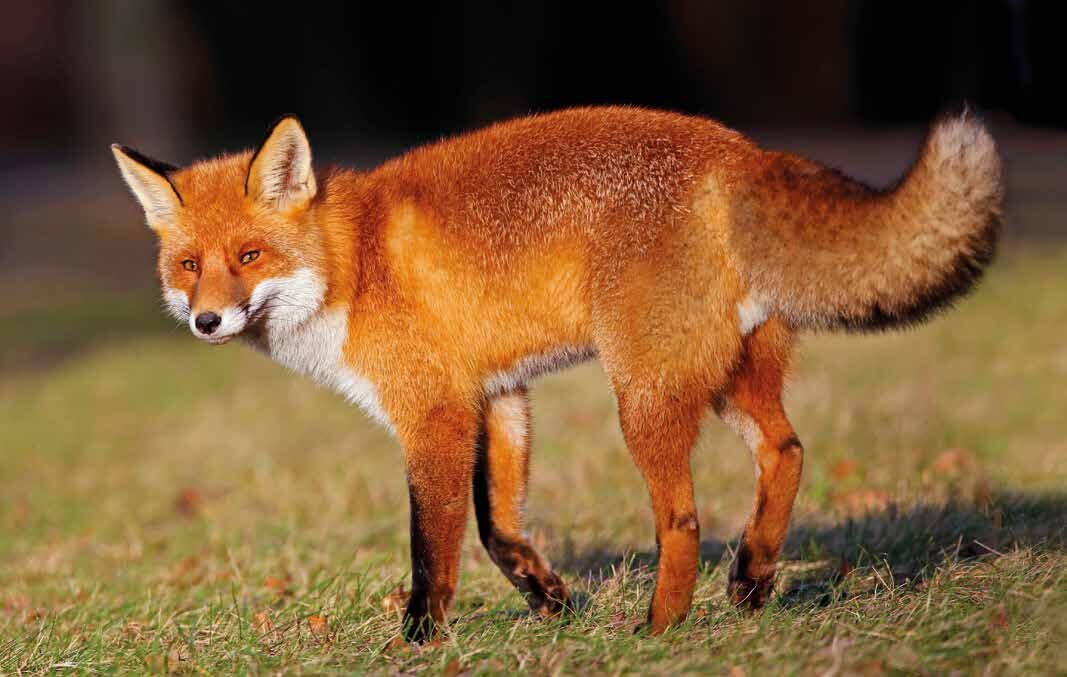 Fuchs auf einer Wiese