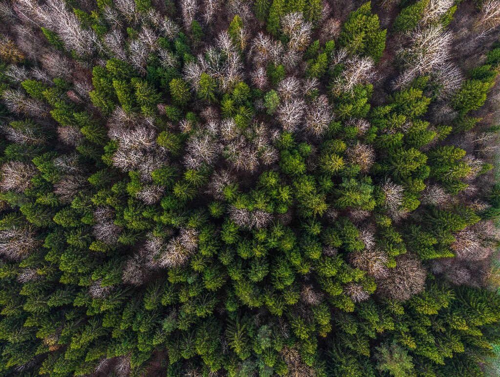 Blick von oben auf einen Wald mit gesunden und geschädigten Bäumen