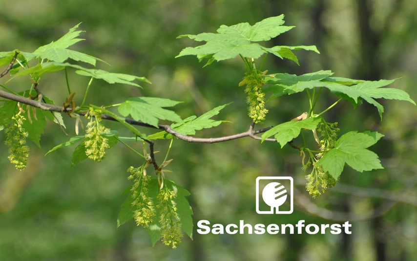  Foto eines Ahornzweiges mit Blüten und Logo von Sachsenforst