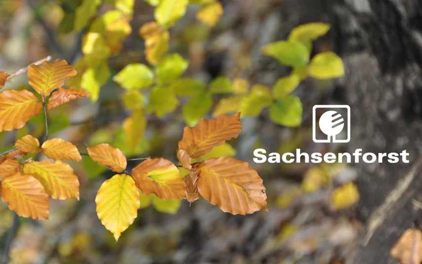 Buchenzweig mit herbstlicher Laubfärbung