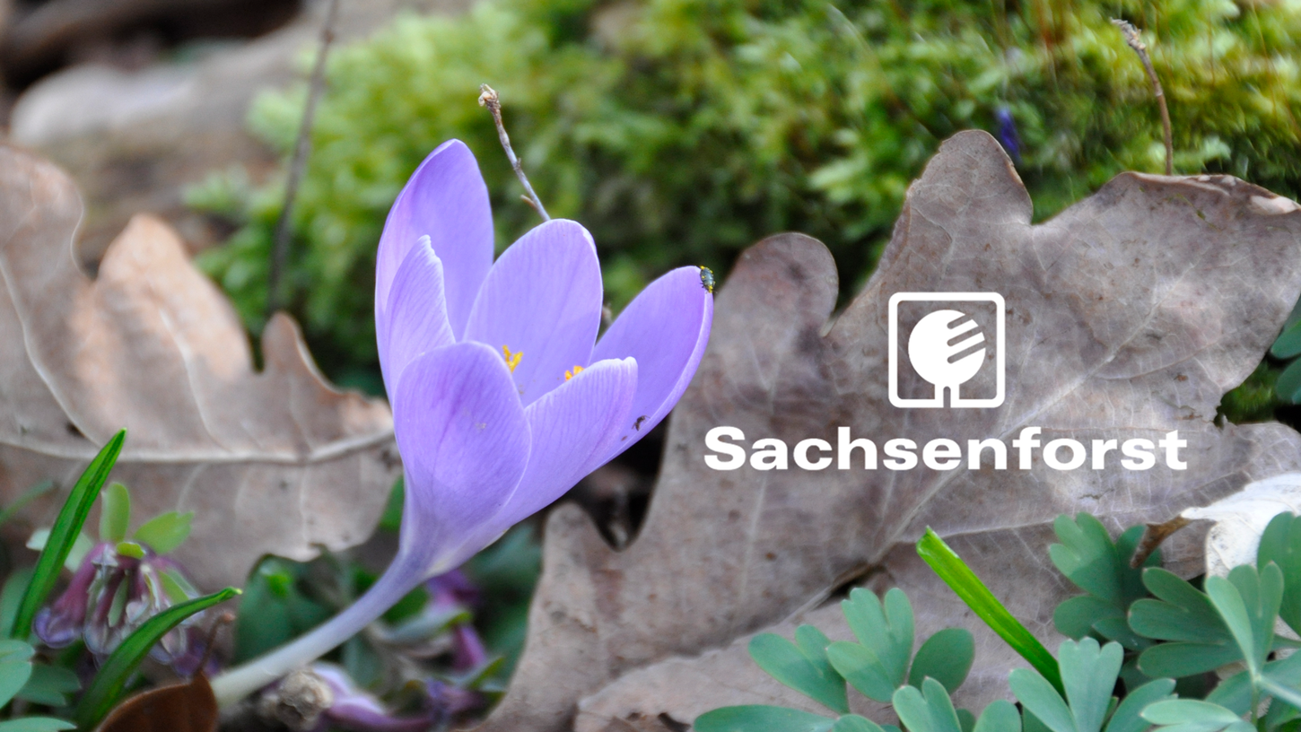 Krokusblüte neben braunem Eichenblatt