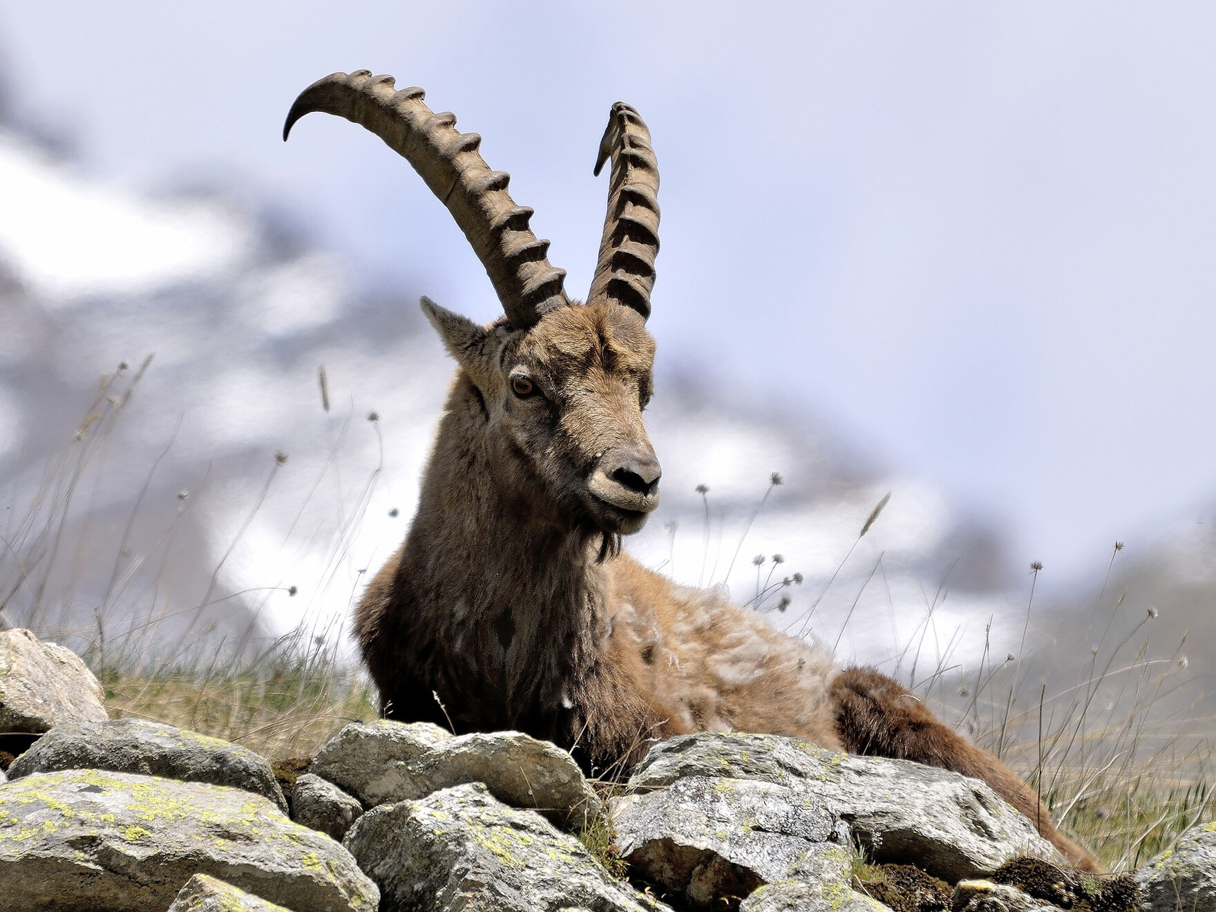 Ein Steinbock liegt auf einer felsigen Wiese.