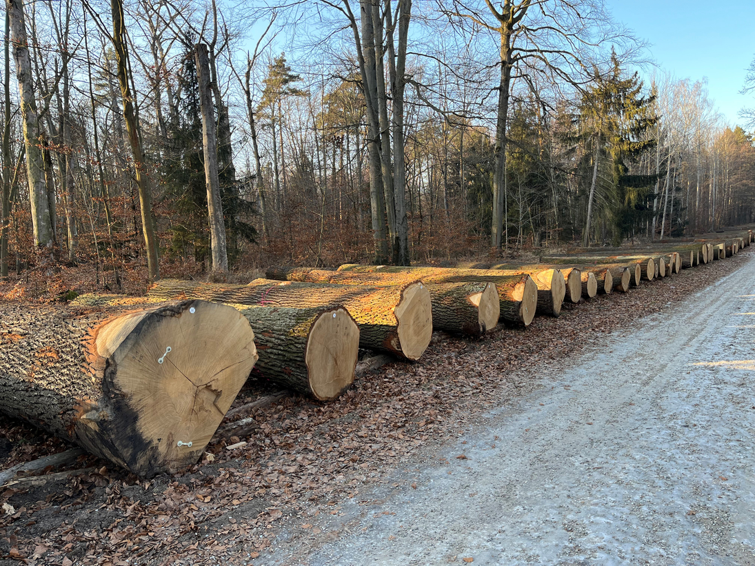 Eichenstämme auf dem Submissionsplatz