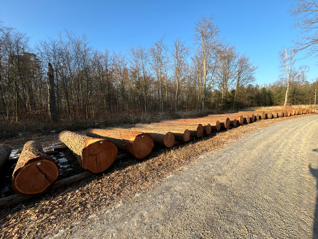 Lärchenstämme auf dem Submissionsplatz