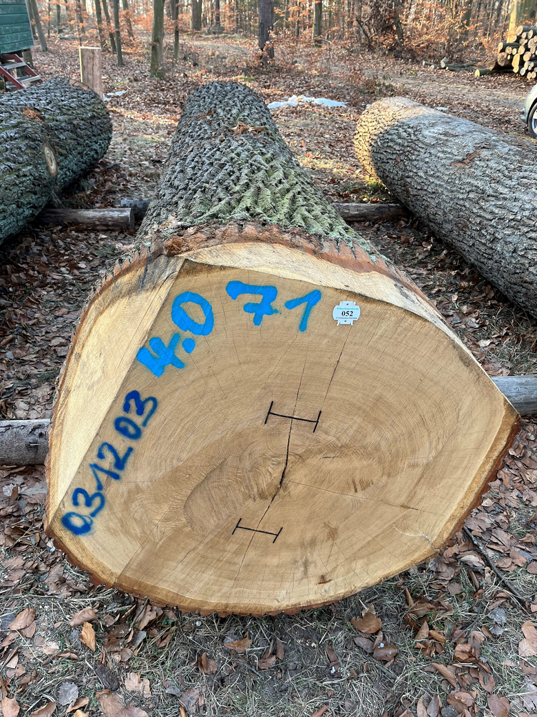 Blick auf den Stamm einer Stieleiche