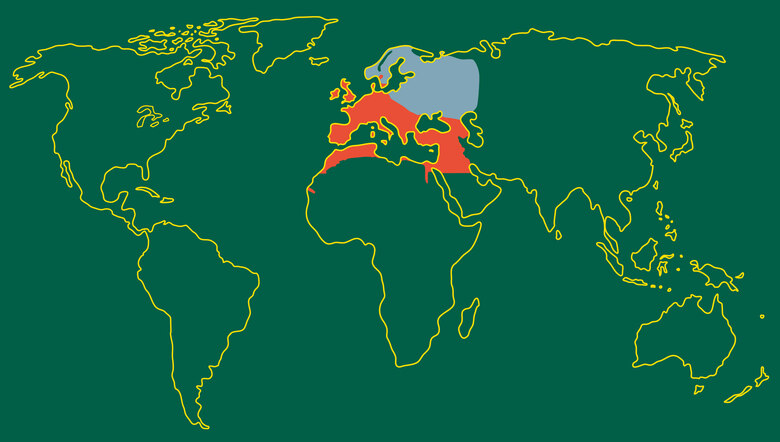 Weltkarte mit farblich markiertem Verbreitungsgebiet