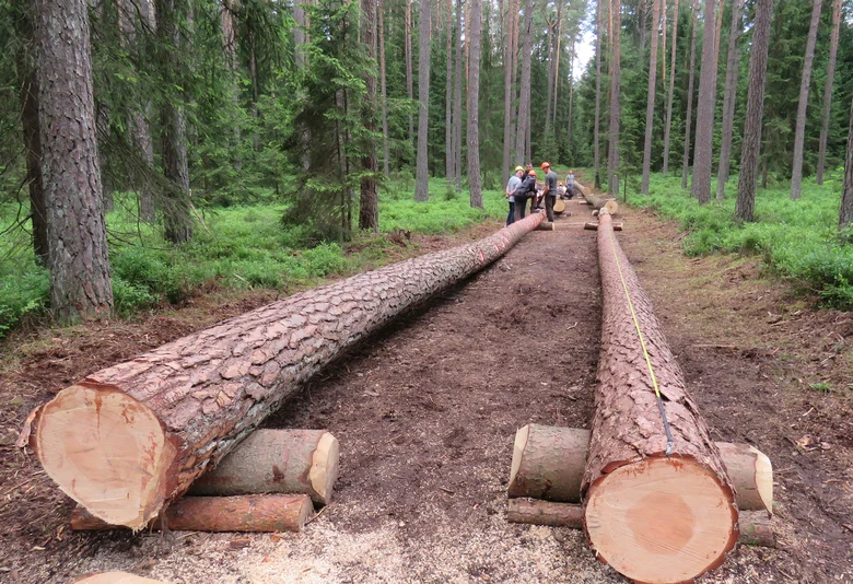 Waldarbeiter messen auf einem Waldweg die L&auml;nge von gef&auml;llten St&auml;mmen.