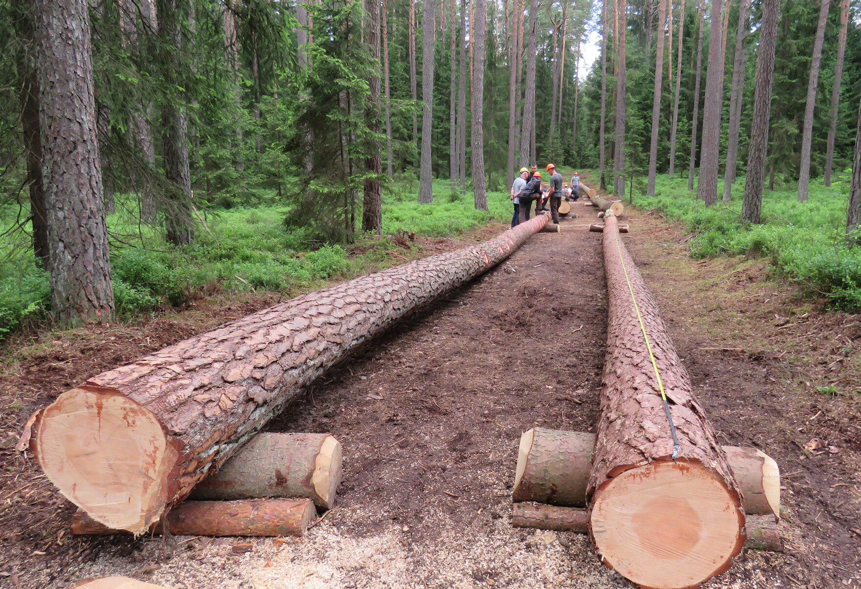 Waldarbeiter messen auf einem Waldweg die Länge von gefällten Stämmen.