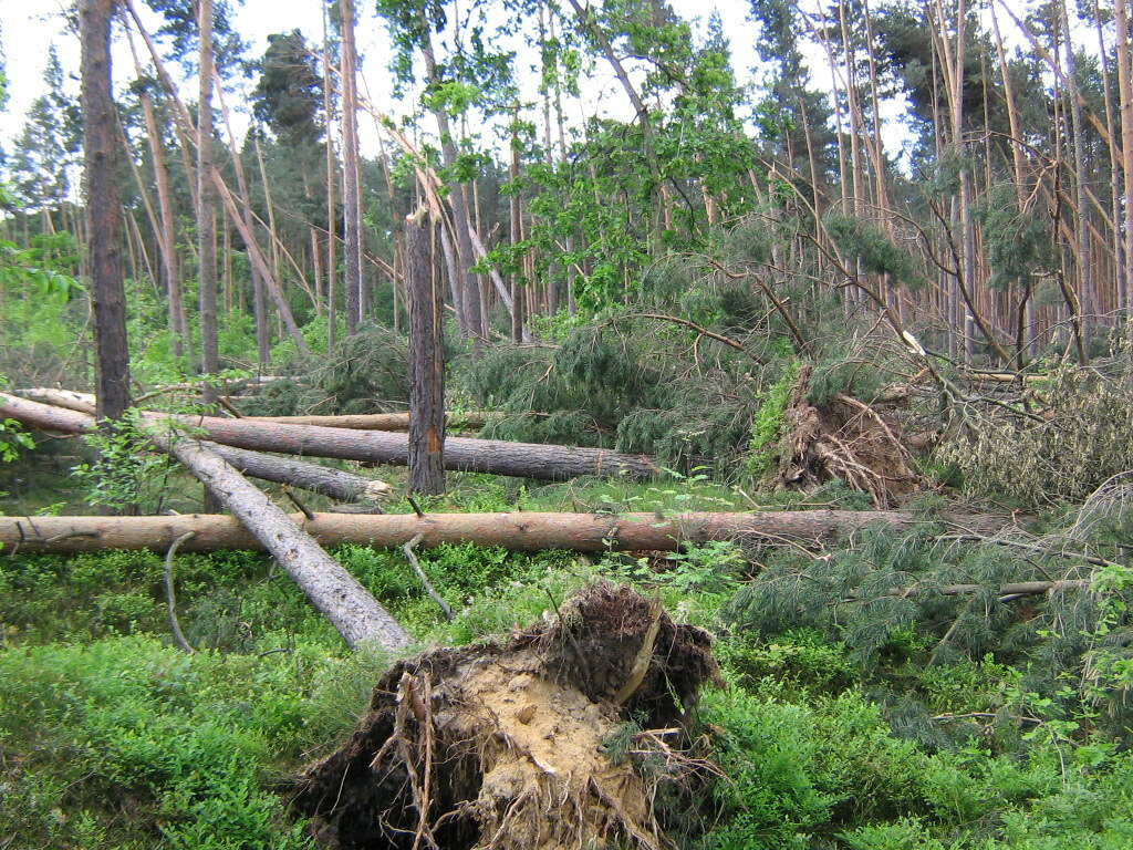 Gebrochene und umgestürzte Bäume nach einem Sturm
