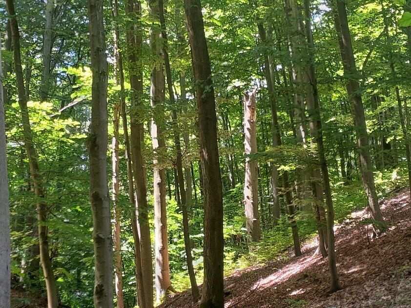Blick auf einen Hang mit Laubholz und einem Totholzstamm.